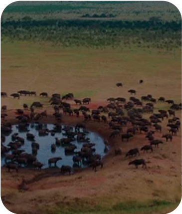 Africa
